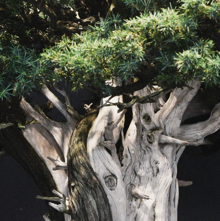 “保证不枯萎”