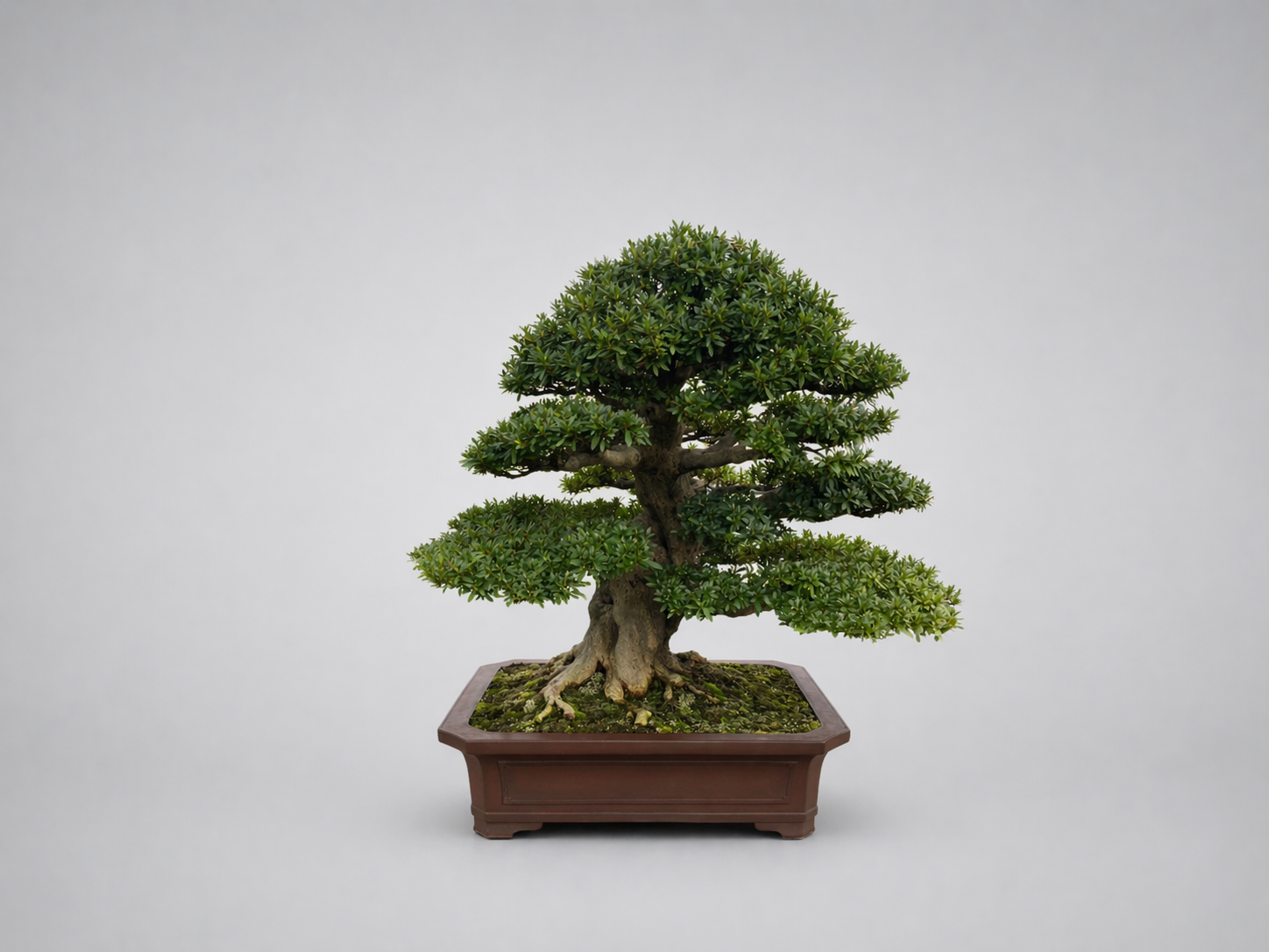 さつき（白琳） – VONSAI（凡才）