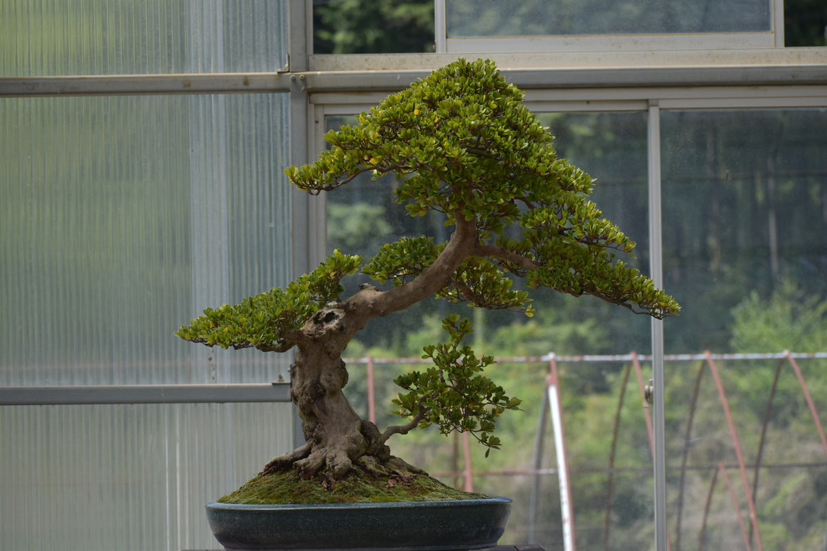 五葉松「雲海」