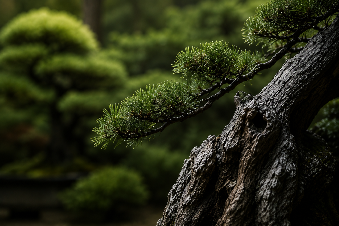 The Art of Time — Private Bonsai Immersion in Japan