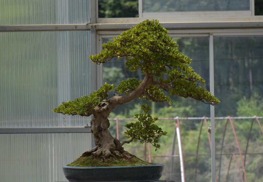 初心者でも分かる！盆栽投資の始め方と失敗しない選び方