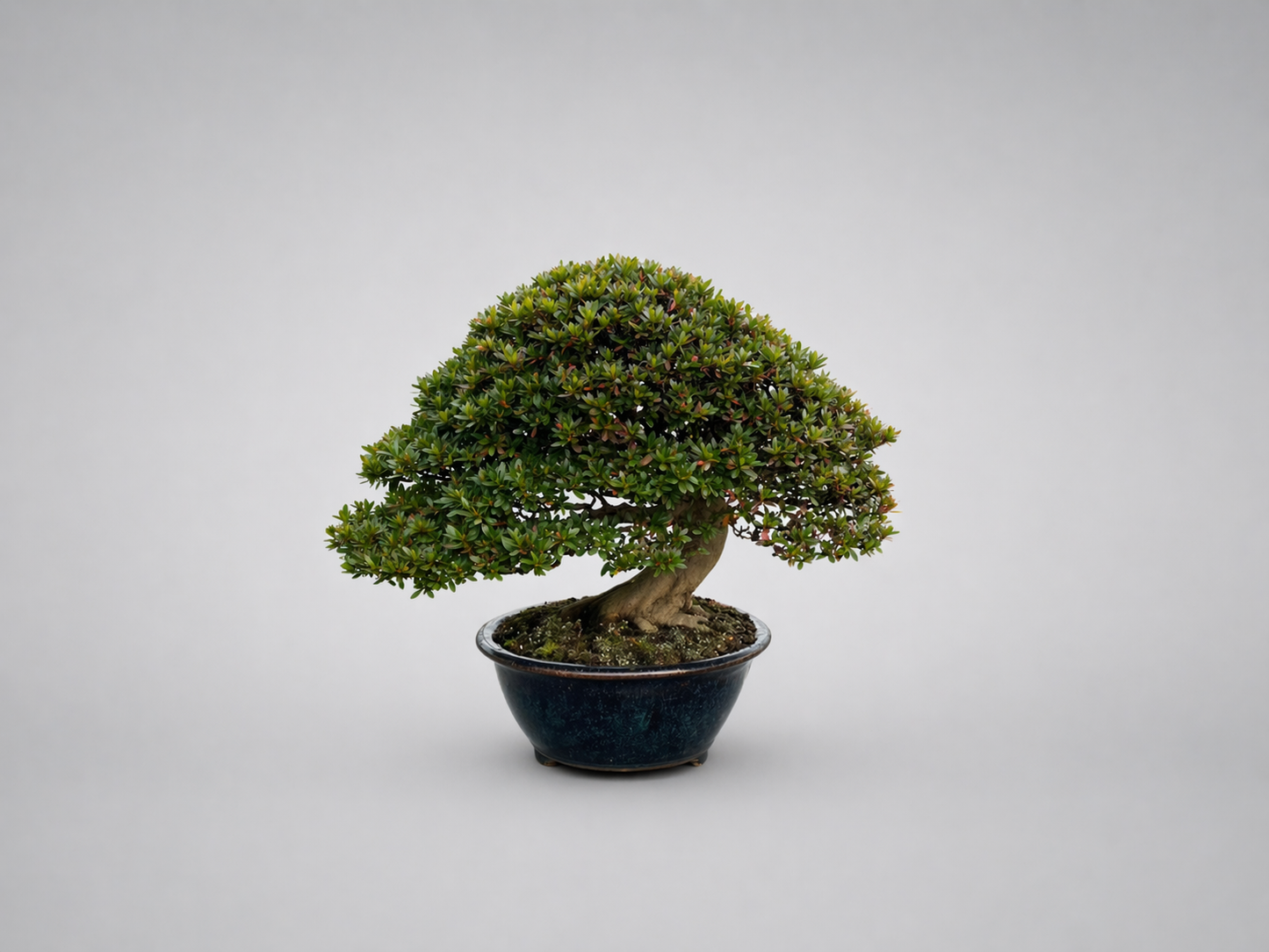 さつき（大盃）