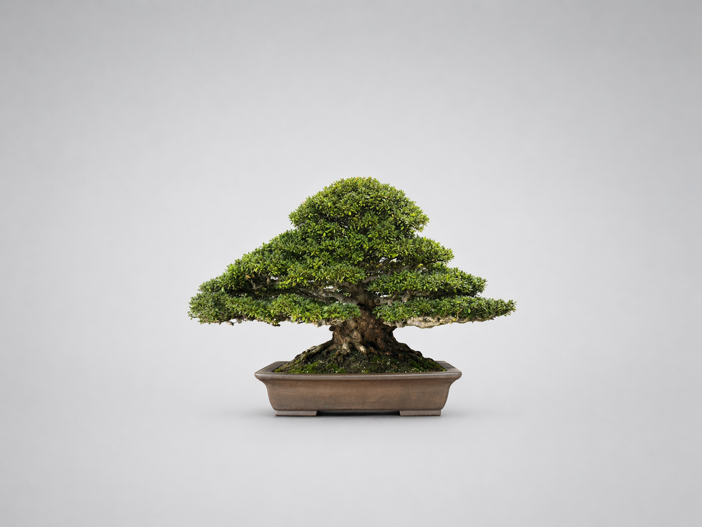 さつき（日光）