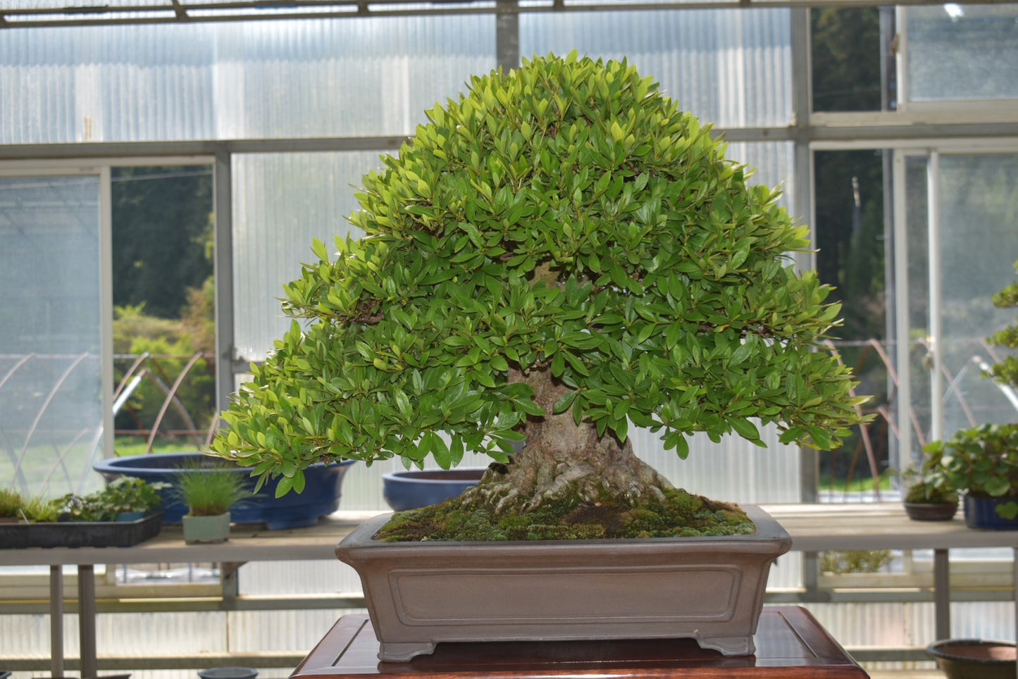 五葉松「雲海」