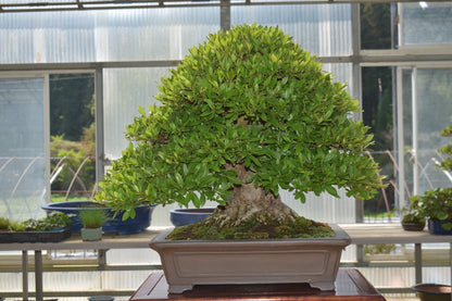 五葉松「雲海」