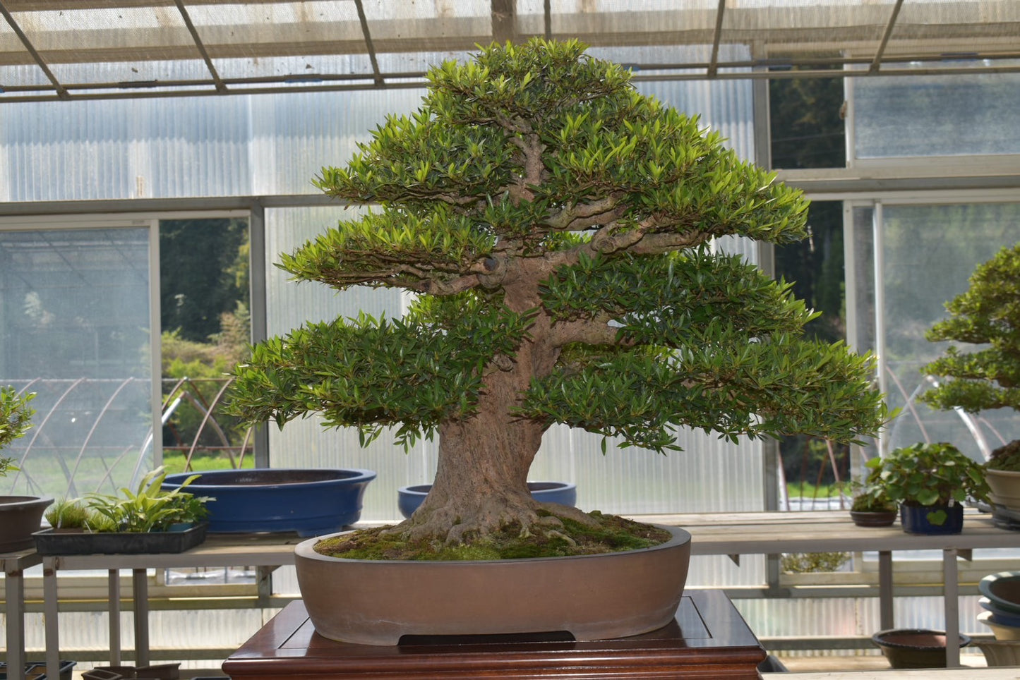 五葉松「雲海」