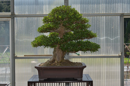 五葉松「雲海」