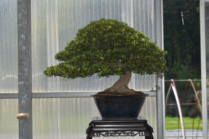 五葉松「雲海」