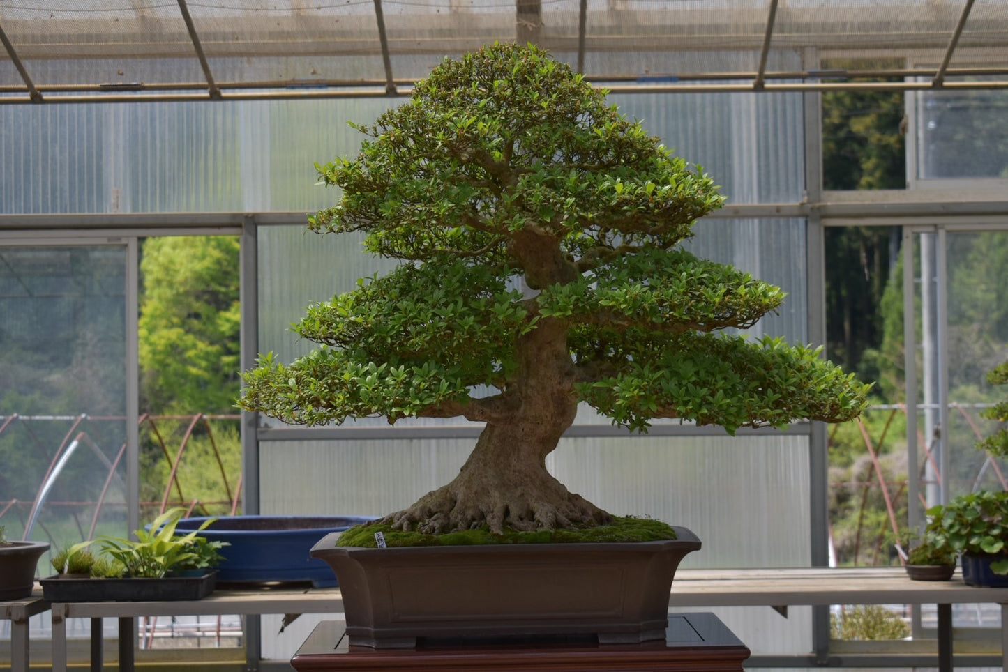 五葉松「雲海」