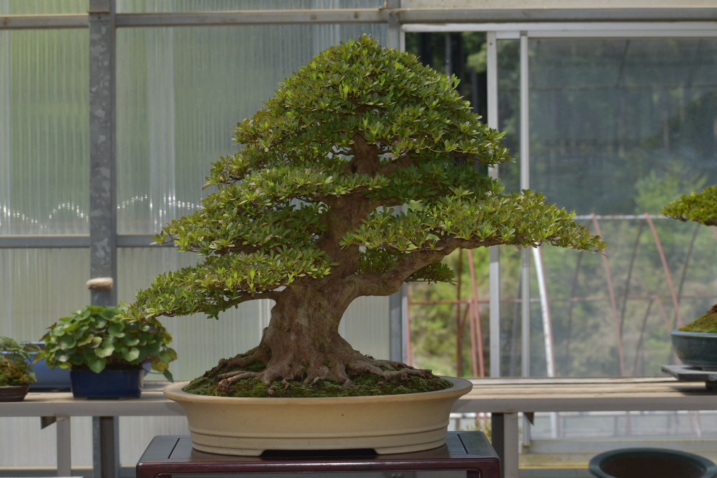 五葉松「雲海」