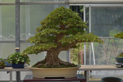 五葉松「雲海」